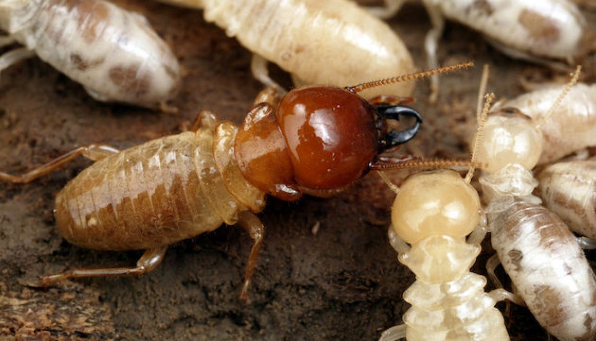 termite control miami fl