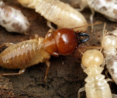 termite control miami fl