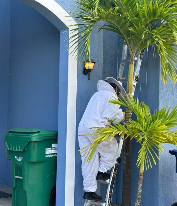 Bee-removal-1