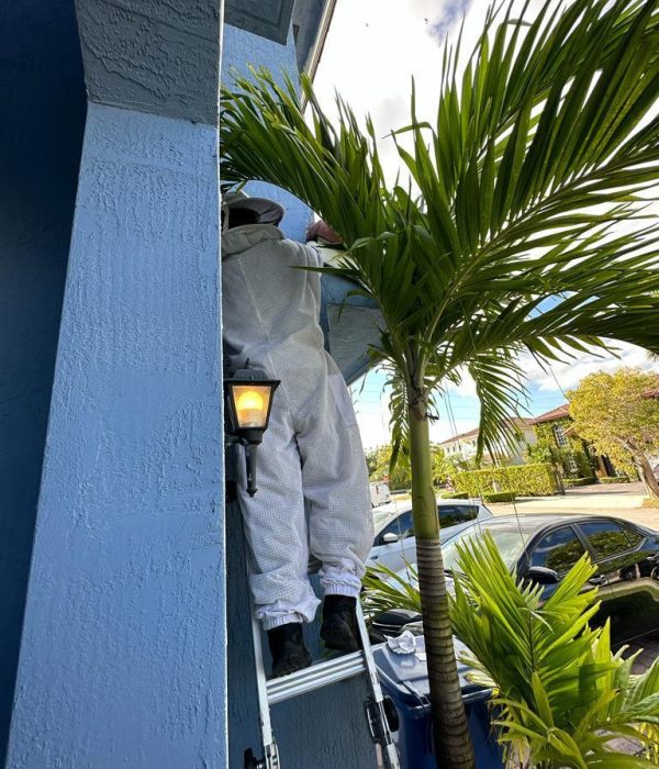 Bee-removal-2