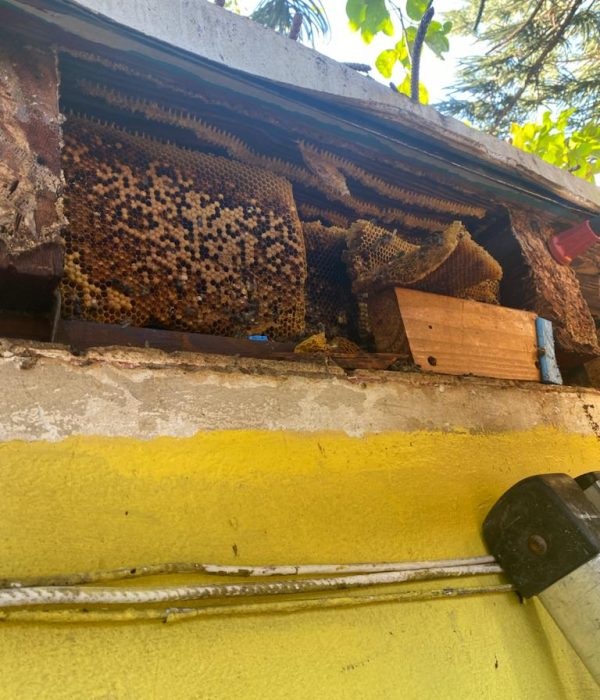 Bee removal 3