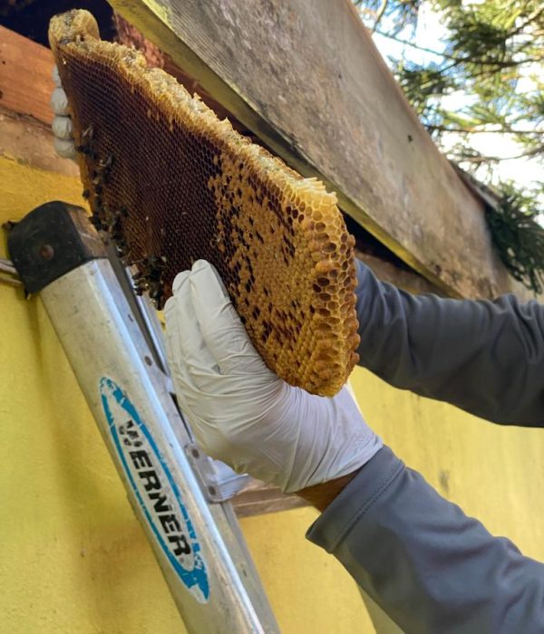Bee removal 4